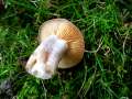 Lactarius hortensis - Hasel-Milchling - Hdingen