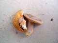 Lactarius hortensis - Hasel-Milchling - Hdingen
