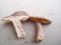 Lactarius hortensis - Hasel-Milchling - Hdingen
