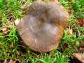 Lactarius&nbsp;turpis&nbsp;-&nbsp;Olivbrauner Milchling&nbsp;-&nbsp;H�dingen
