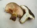 Lactarius&nbsp;turpis&nbsp;-&nbsp;Olivbrauner Milchling&nbsp;-&nbsp;H�dingen