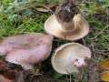 Lactarius fluens - Braunfleckender Milchling - Hdingen