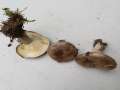 Lactarius fluens - Braunfleckender Milchling - Hdingen