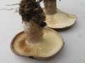 Lactarius fluens - Braunfleckender Milchling - Hdingen