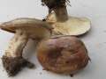 Lactarius fluens - Braunfleckender Milchling - Hdingen