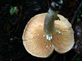 Lactarius hortensis - Hasel Milchling - Walbeck