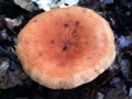 Lactarius rubrocinctus - Rotgegrtelter Milchling - Weferlingen