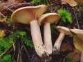 Lactarius hortensis - Haselmilchling - Walbeck
