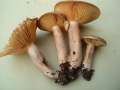 Lactarius hortensis - Haselmilchling - Walbeck