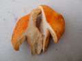 Lactarius&nbsp;porninsis&nbsp;-&nbsp;L�rchenmilchling&nbsp;-&nbsp;Walbeck