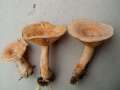 Lactarius chrysorrheus - Goldflssiger Milchling - Walbeck