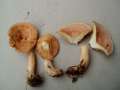 Lactarius chrysorrheus - Goldflssiger Milchling - Walbeck