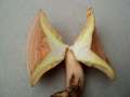 Lactarius chrysorrheus - Goldflssiger Milchling - Walbeck