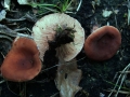 Lactarius camphoratus - Kampfermilchling - Weferlingen-Walbeck