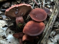 Lactarius camphoratus - Kampfermilchling - Weferlingen-Walbeck