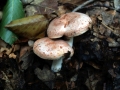 Lactarius chrysorrheus - Goldflssiger Milchling - Weferlingen-Walbeck