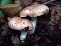 Lactarius chrysorrheus - Goldflssiger Milchling - Weferlingen-Walbeck