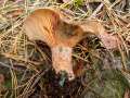 Lactarius semisanguifluus - Spangrn verfrbender Kiefernreizker - Weferlingen-Walbeck
