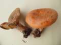 Lactarius semisanguifluus - Spangrn verfrbender Kiefernreizker - Weferlingen-Walbeck