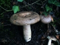 Lactarius fluens - Braunfleckender Milchling - Weferlingen