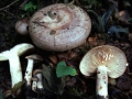 Lactarius fluens - Braunfleckender Milchling - Weferlingen