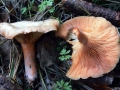 Lactarius&nbsp;deterrimus&nbsp;-&nbsp;Fichten Reizker&nbsp;-&nbsp;Weferlingen