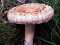 Lactarius torminosus - Zottiger Birken - Reizker - Weferlingen