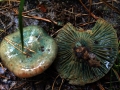 Lactarius semisanguifluus - Spangrn verfrbender Kiefernreizker - Weferlingen
