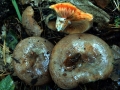 Lactarius semisanguifluus - Spangrn verfrbender Kiefernreizker - Weferlingen