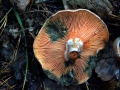 Lactarius semisanguifluus - Spangrn verfrbender Kiefernreizker - Weferlingen