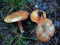 Lactarius deliciosus - Echter Reizker - Weferlingen