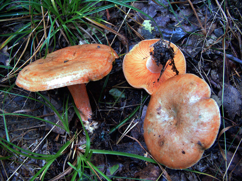 Pilze Der Echte Reizker — Rezepte Suchen