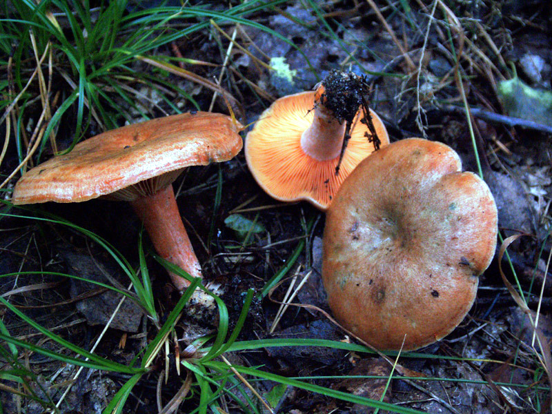 Pilze Der Echte Reizker — Rezepte Suchen