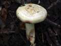 Lactarius flavidus - Hellgelber Violettmilchling - Weferlingen