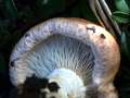 Lactarius insulsus - Schner Zonenmilchling - Weferlingen