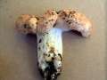 Lactarius insulsus - Schner Zonenmilchling - Weferlingen
