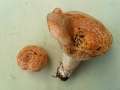 Lactarius zonarius - Schner Zonen - Milchling - Weferlingen