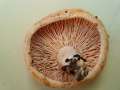Lactarius zonarius - Schner Zonen - Milchling - Weferlingen
