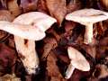 Lactarius&nbsp;pallidus&nbsp;-&nbsp;Fleischblasser Milchling&nbsp;-&nbsp;Weferlingen
