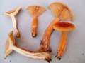 Lactarius&nbsp;volemus&nbsp;-&nbsp;Milchbr�tling&nbsp;-&nbsp;Weferlingen
