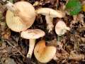 Lactarius pallidus - Fleischblasser Milchling - Weferlingen