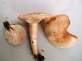 Lactarius pallidus - Fleischblasser Milchling - Weferlingen