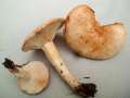Fleischblasser Milchling