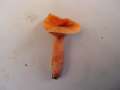 Lactarius&nbsp;aurantiacus&nbsp;-&nbsp;Milder Milchling&nbsp;-&nbsp;Weferlingen