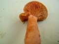 Lactarius&nbsp;aurantiacus&nbsp;-&nbsp;Milder Milchling&nbsp;-&nbsp;Weferlingen