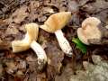 Lactarius&nbsp;azonites&nbsp;-&nbsp;Rauchfarbener Milchling&nbsp;-&nbsp;Weferlingen