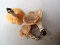 Lactarius&nbsp;azonites&nbsp;-&nbsp;Rauchfarbener Milchling&nbsp;-&nbsp;Weferlingen