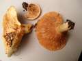 Lactarius&nbsp;zonarius&nbsp;-&nbsp;Sch�ner Zonen - Milchling&nbsp;-&nbsp;Weferlingen