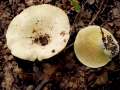 Lactifluus vellereus - Wolliger Milchling;Erdschieber - Weferlingen