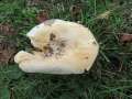 Lactifluus&nbsp;vellereus&nbsp;-&nbsp;Wolliger Milchling&nbsp;-&nbsp;Flechtingen